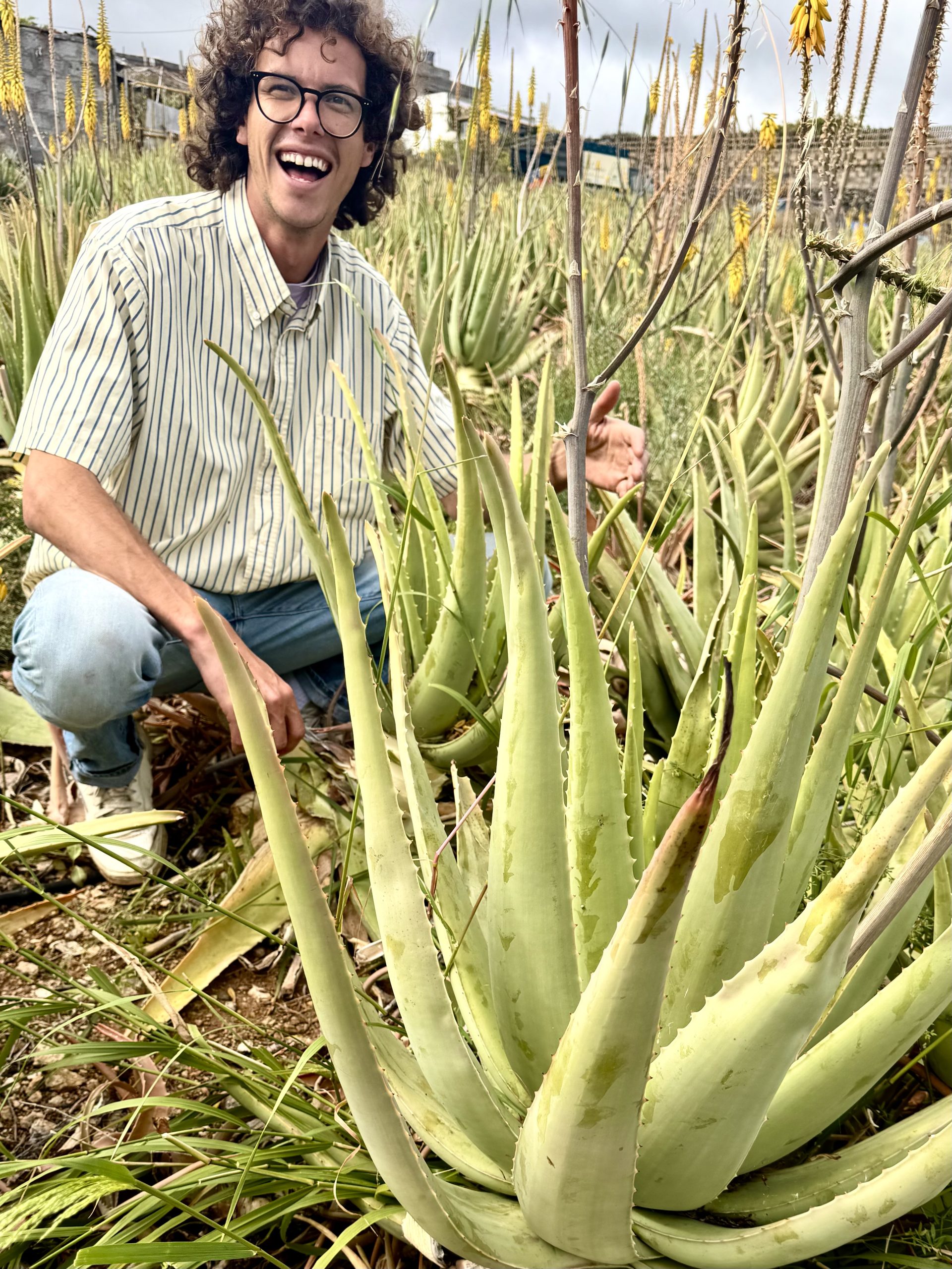 Plantas gigantes de Aloe Vera